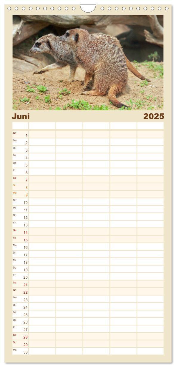 Bild: 9783457110782 | Familienplaner 2025 - Erdmännchen mit 5 Spalten (Wandkalender, 21 x...