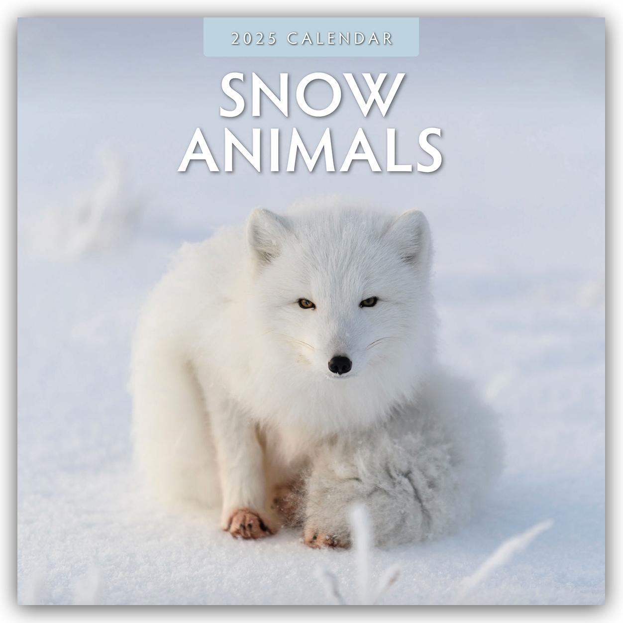 Cover: 9781804424117 | Snow Animals - Arktische Tiere 2025 - 16-Monatskalender | Robin Red