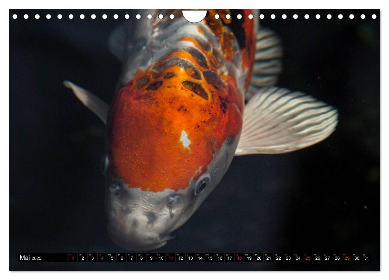 Bild: 9783435734023 | Nishikigoi oder Koi Karpfen (Wandkalender 2025 DIN A4 quer),...