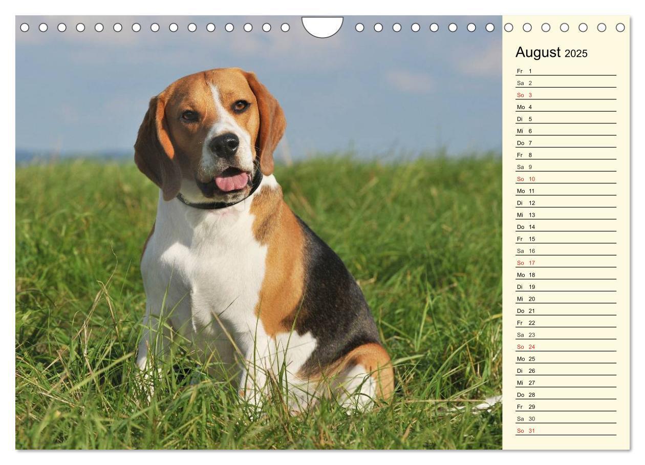 Bild: 9783435541683 | Beagle - Herz auf 4 Pfoten (Wandkalender 2025 DIN A4 quer),...