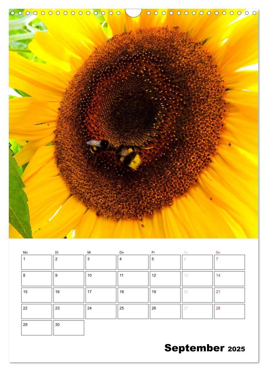 Bild: 9783457004616 | Strahlende Sonnenblumen (Wandkalender 2025 DIN A3 hoch), CALVENDO...