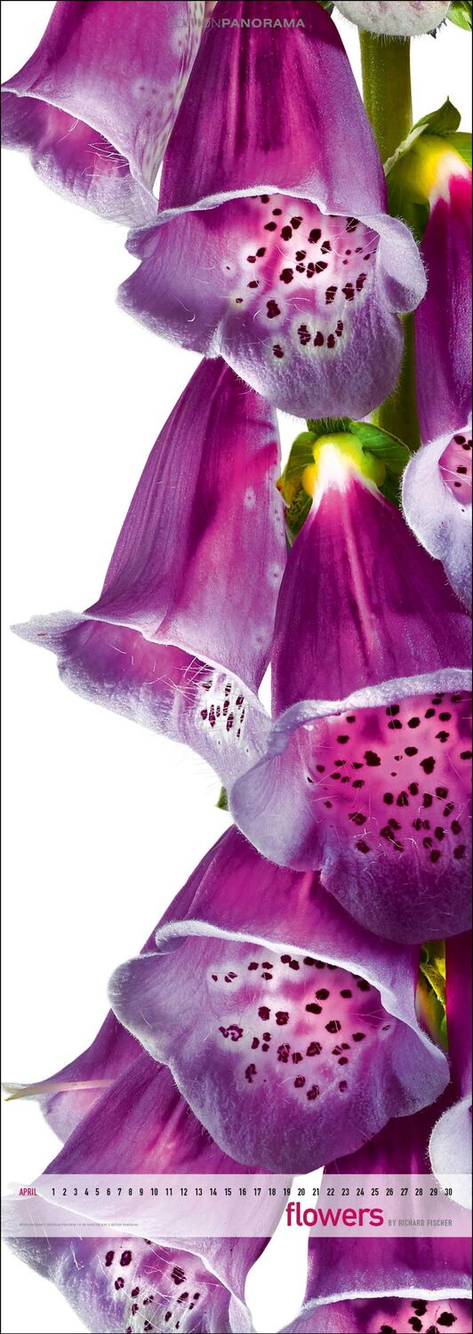 Bild: 9783898236287 | Flowers | NEU 2024 - Immerwährender Vertikal-Kalender, 40 x 110 cm