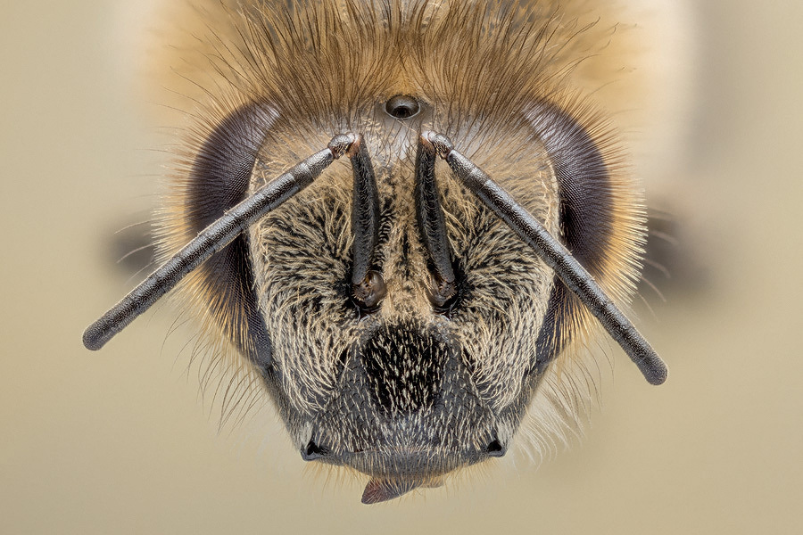 Bild: 9783957283627 | Honigbienen - geheimnisvolle Waldbewohner | Ingo Arndt (u. a.) | Buch