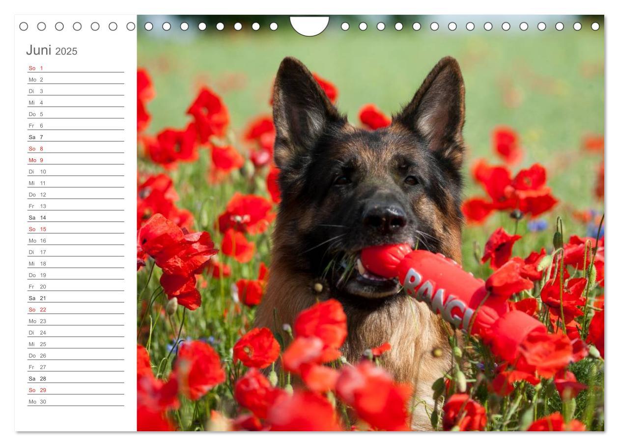 Bild: 9783435474035 | Deutsche Schäferhunde Seelentröster (Wandkalender 2025 DIN A4...