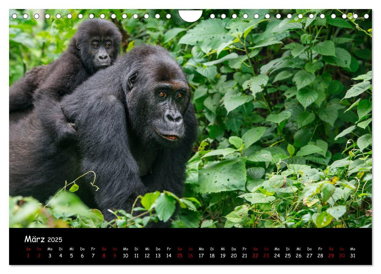 Bild: 9783435119516 | Berggorillas: die bedrohten Riesen (Wandkalender 2025 DIN A4 quer),...