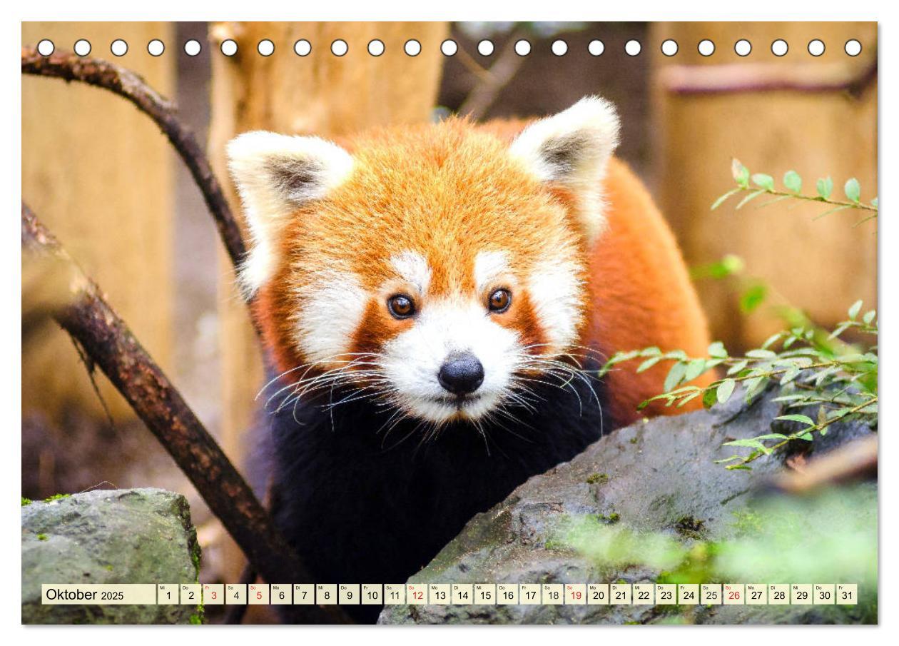 Bild: 9783435177394 | Roter Panda. Die superknuddeligen Katzenbären (Tischkalender 2025...