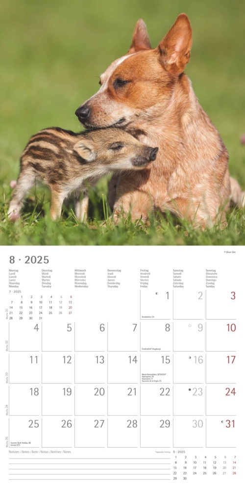 Bild: 4251732340780 | Alpha Edition - Tierfreundschaften 2025 Broschürenkalender,...