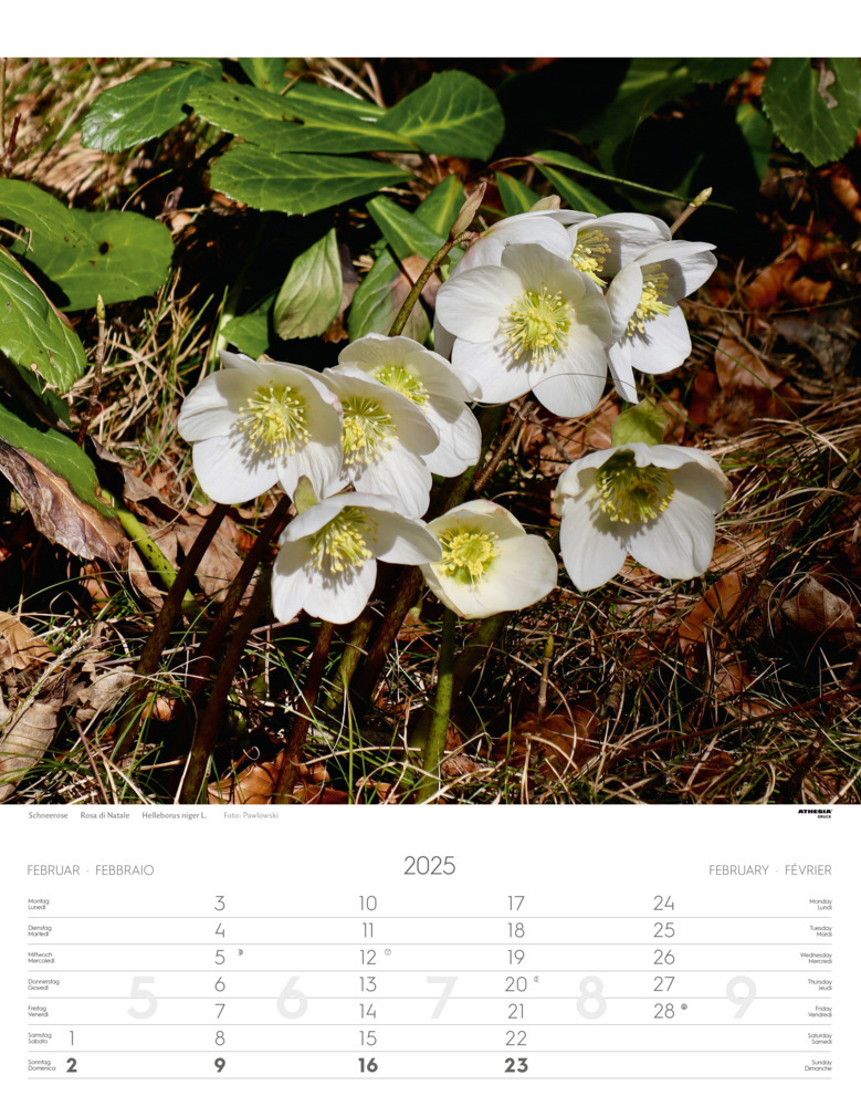 Bild: 9788868397418 | Alpen Kalender 2025 | Alpi - Alps | Athesia-Tappeiner Verlag | 14 S.