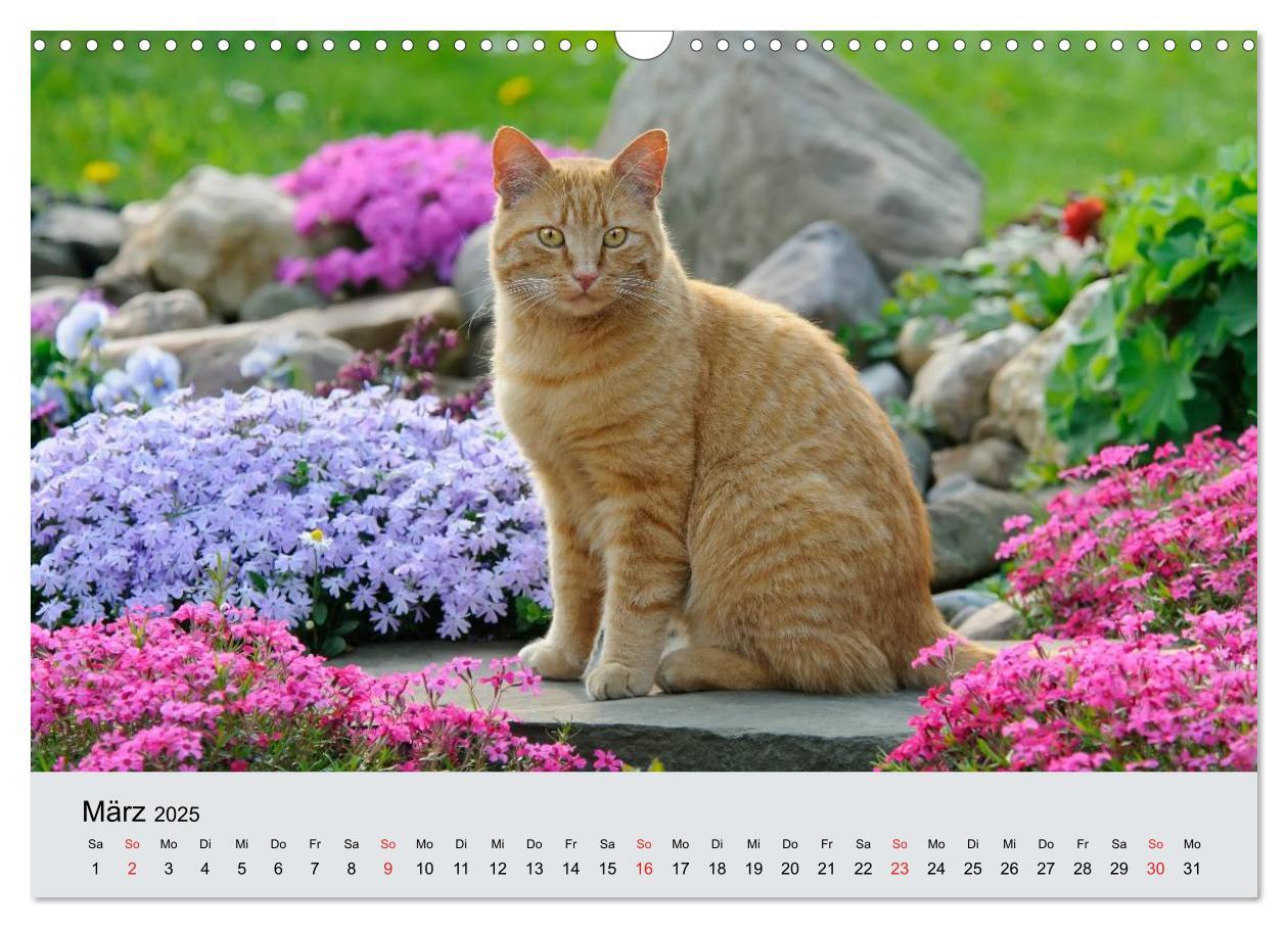 Bild: 9783435823284 | Katzen im Garten (Wandkalender 2025 DIN A3 quer), CALVENDO...