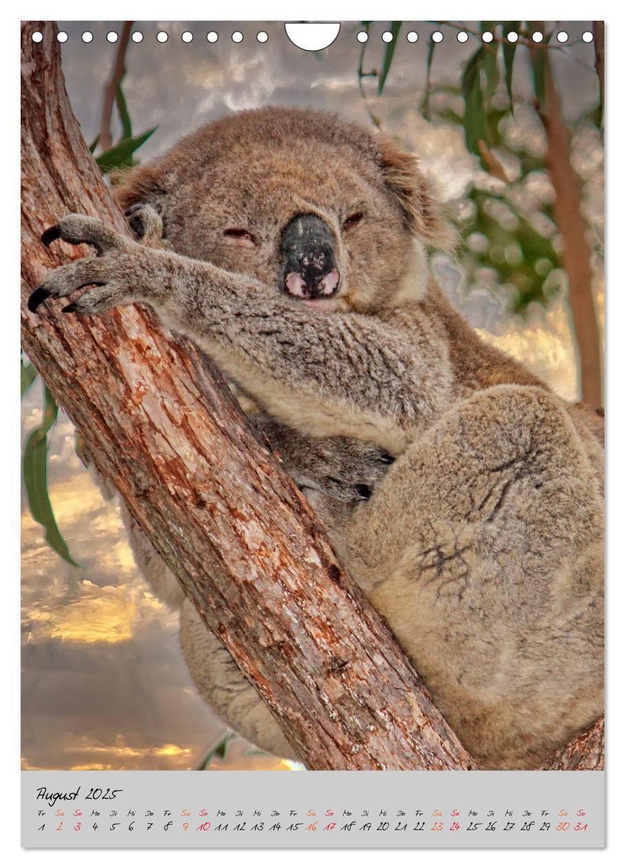 Bild: 9783435950577 | Koala, kleiner Bär (Wandkalender 2025 DIN A4 hoch), CALVENDO...