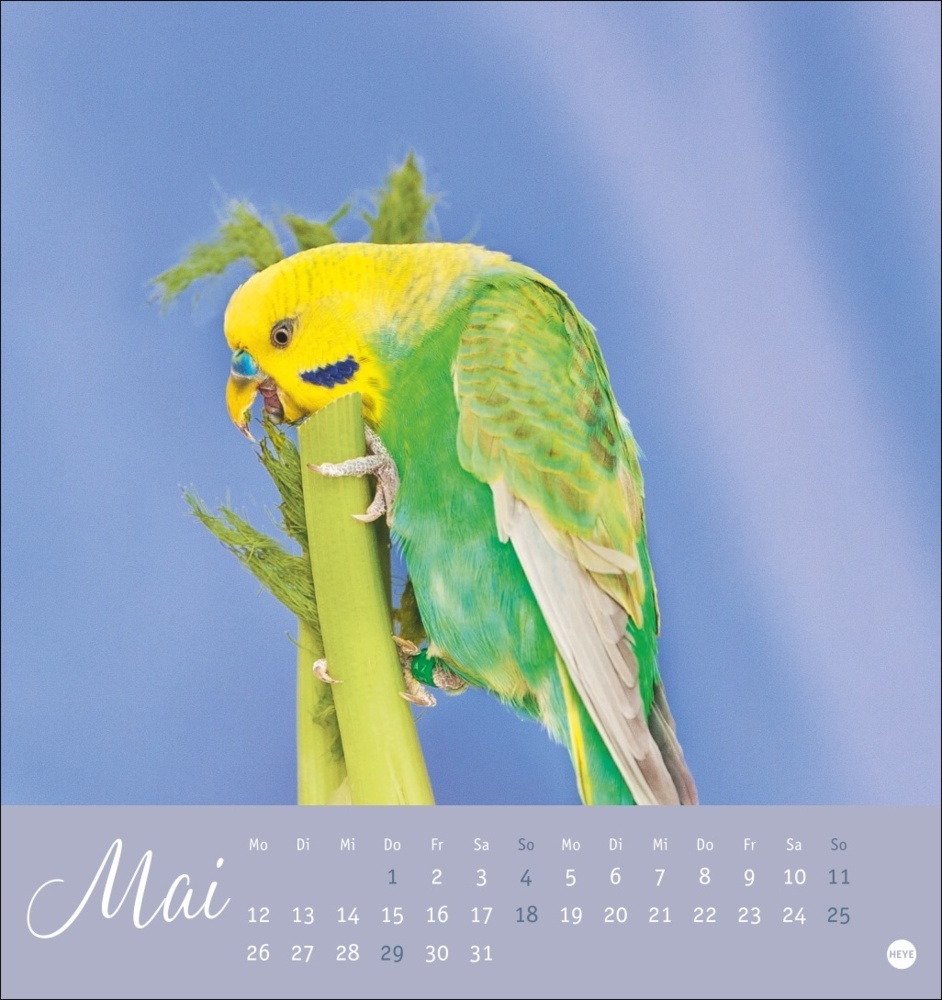 Bild: 9783756407095 | Freche Wellensittiche Postkartenkalender 2025 | Monika Wegler | 13 S.