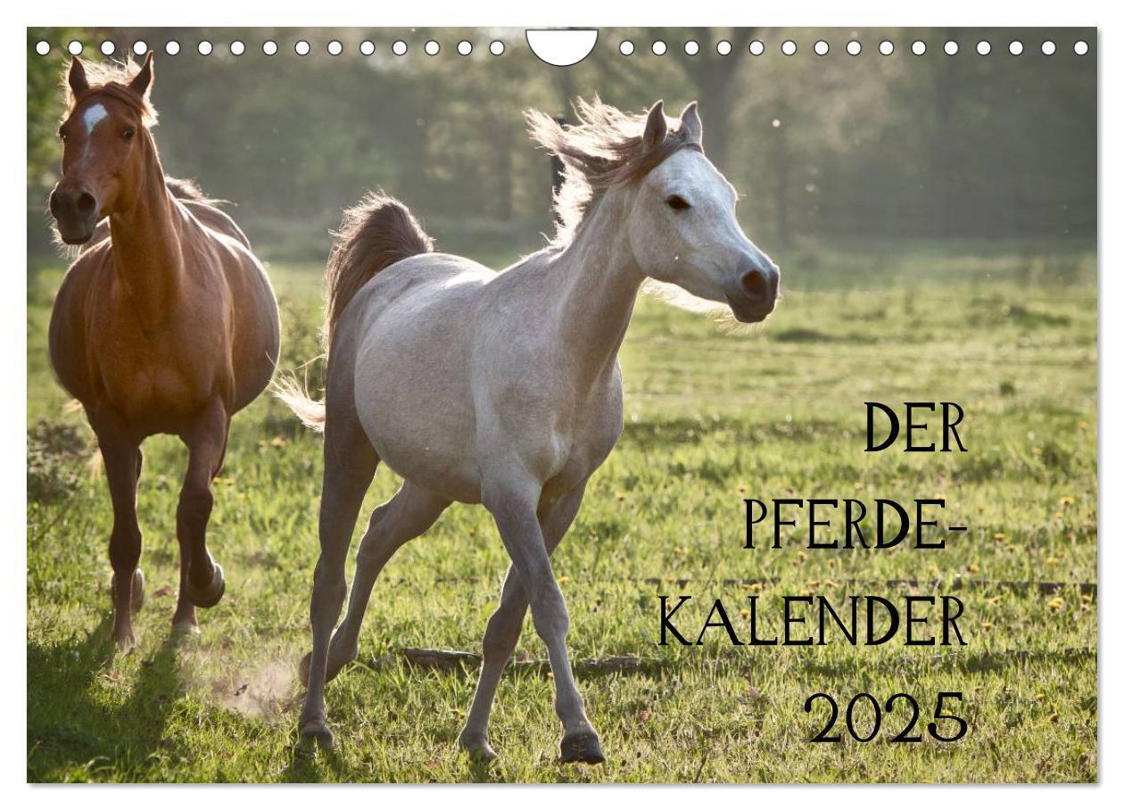 Cover: 9783435833429 | Pferdekalender (Wandkalender 2025 DIN A4 quer), CALVENDO...