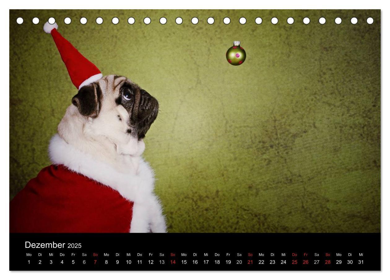 Bild: 9783435768424 | Der MOPS-Kalender (Tischkalender 2025 DIN A5 quer), CALVENDO...