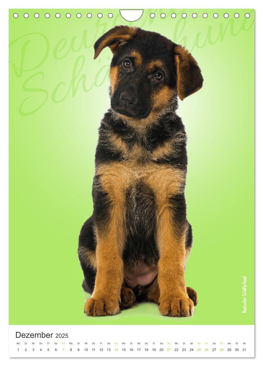 Bild: 9783435969197 | Kunterbunte Hundewelpen (Wandkalender 2025 DIN A4 hoch), CALVENDO...