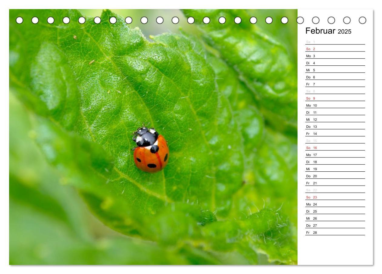 Bild: 9783435786343 | Marienkäfer 2025 (Tischkalender 2025 DIN A5 quer), CALVENDO...