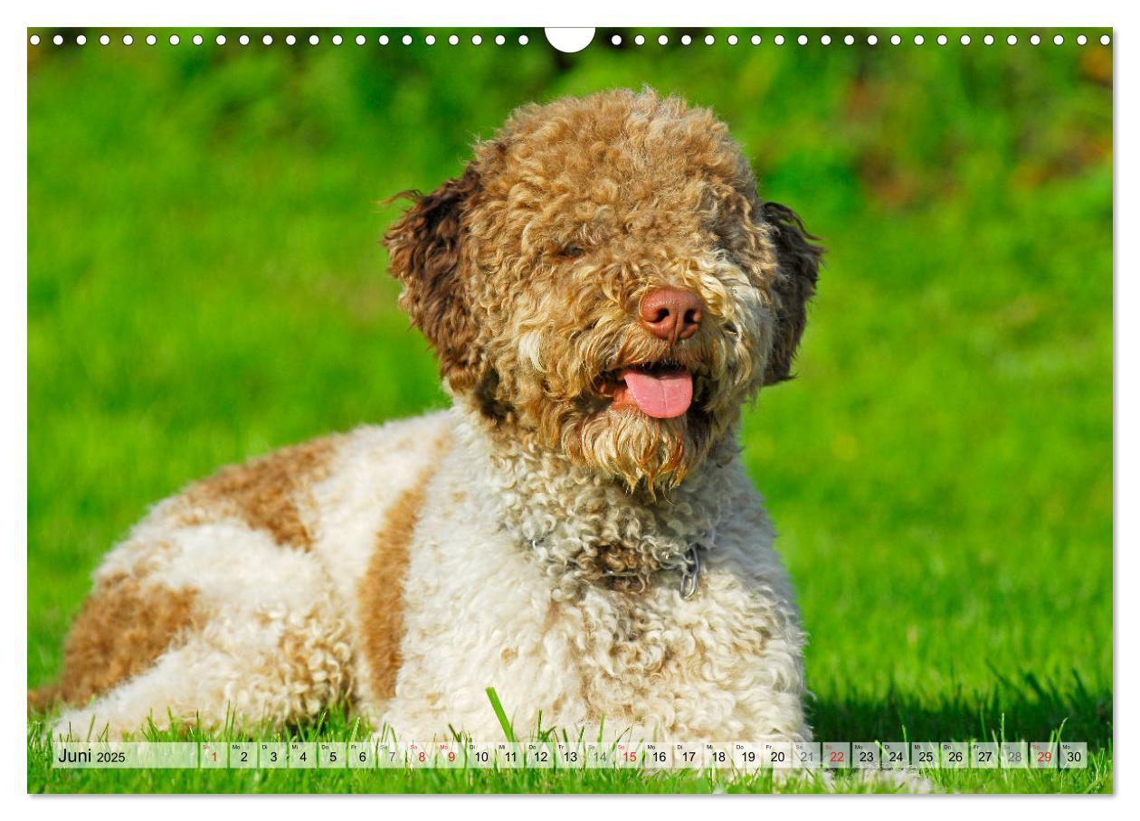 Bild: 9783435312399 | Lagotto Romagnolo - Ein Hund zum Verlieben (Wandkalender 2025 DIN...