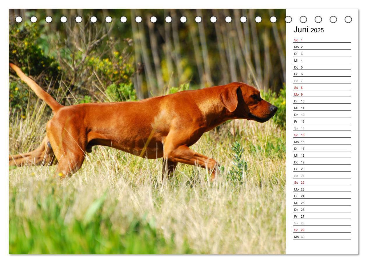 Bild: 9783435450664 | Rhodesian Ridgeback Terminkalender (Tischkalender 2025 DIN A5...