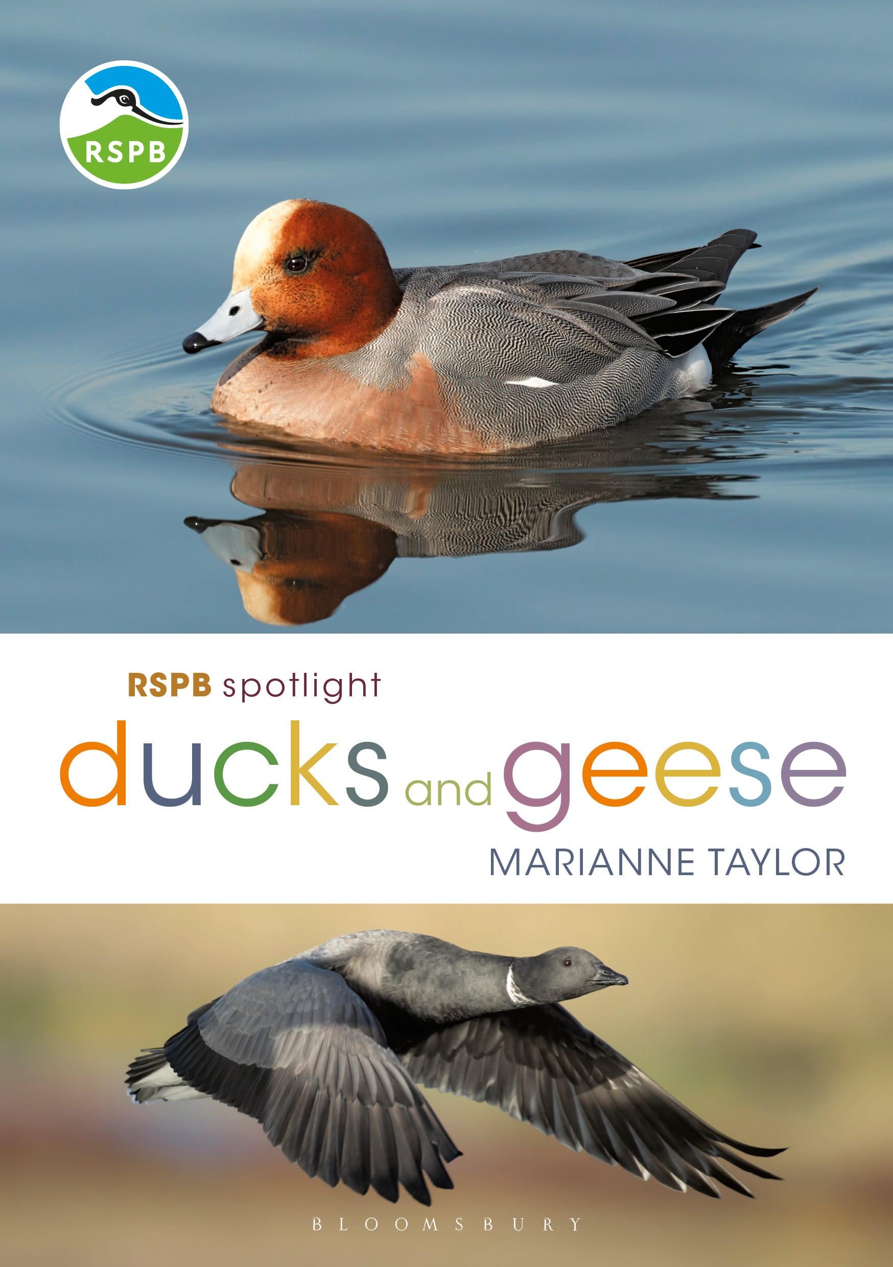 Cover: 9781472971647 | RSPB Spotlight Ducks and Geese | Ms Marianne Taylor | Taschenbuch