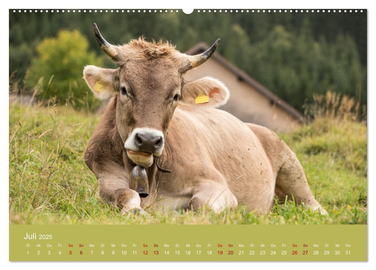 Bild: 9783383832048 | Allgäuer Rindvieh 2025 (hochwertiger Premium Wandkalender 2025 DIN...