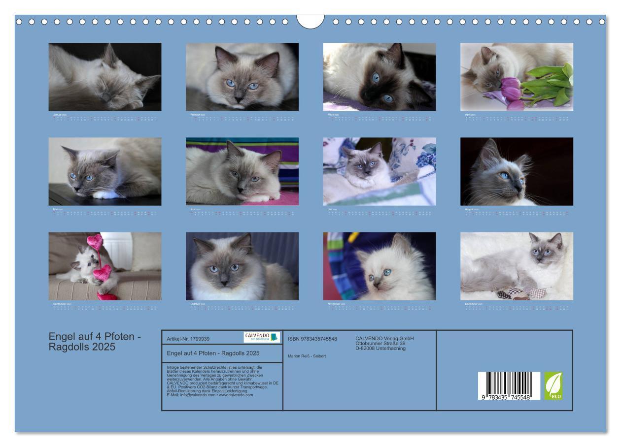 Bild: 9783435745548 | Engel auf 4 Pfoten - Ragdolls 2025 (Wandkalender 2025 DIN A3 quer),...