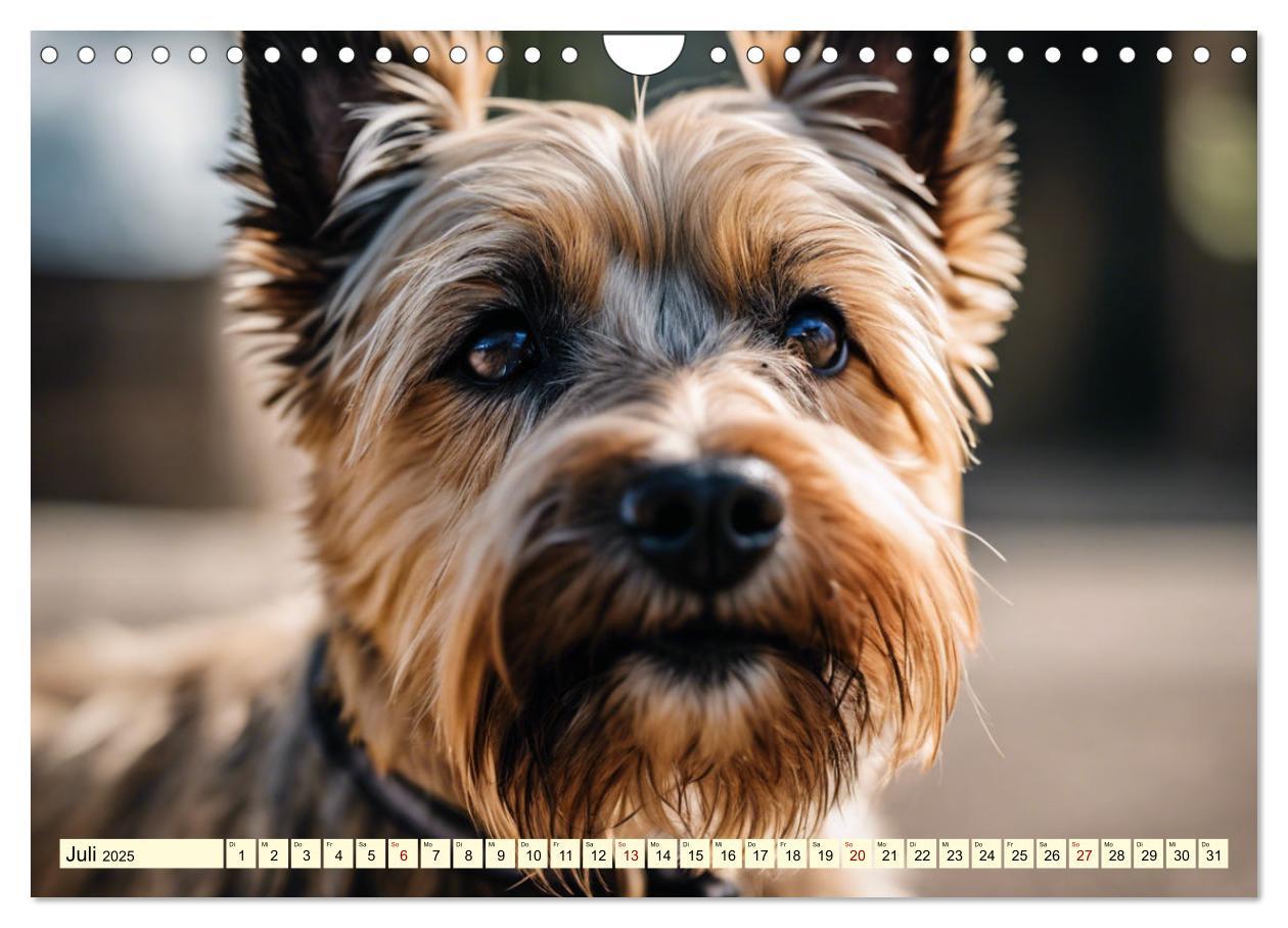 Bild: 9783435408429 | Cairn Terrier - lustiges Raubein aus Schottland (Wandkalender 2025...