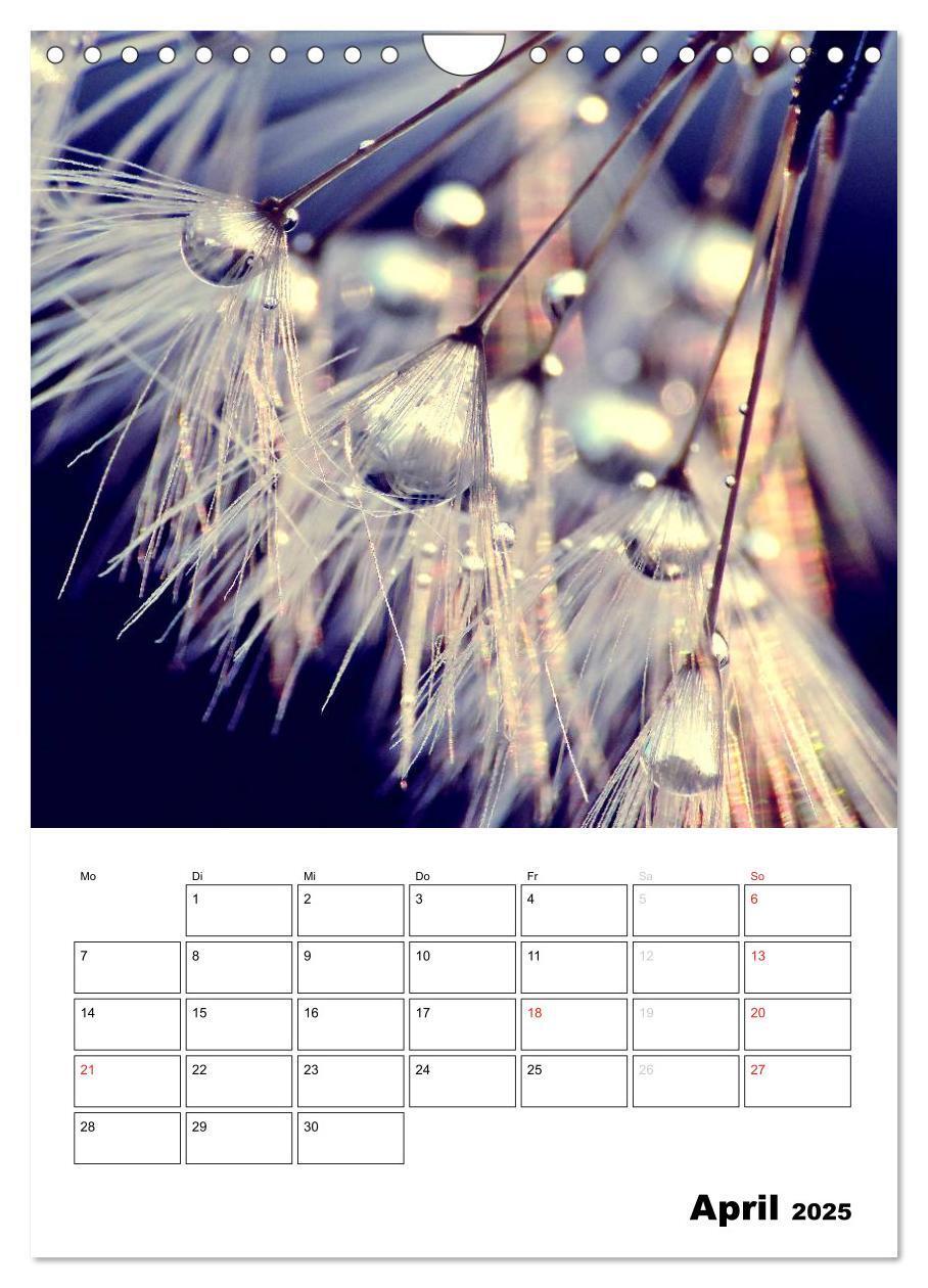 Bild: 9783457068762 | Pusteblumentraum - Dreams of Dandelion (Wandkalender 2025 DIN A4...