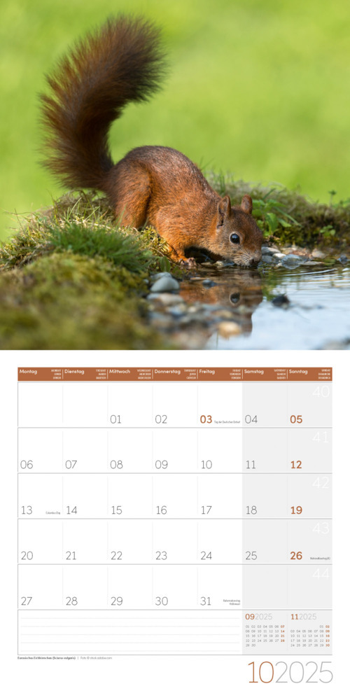 Bild: 9783838445267 | Heimische Wildtiere Kalender 2025 - 30x30 | Ackermann Kunstverlag