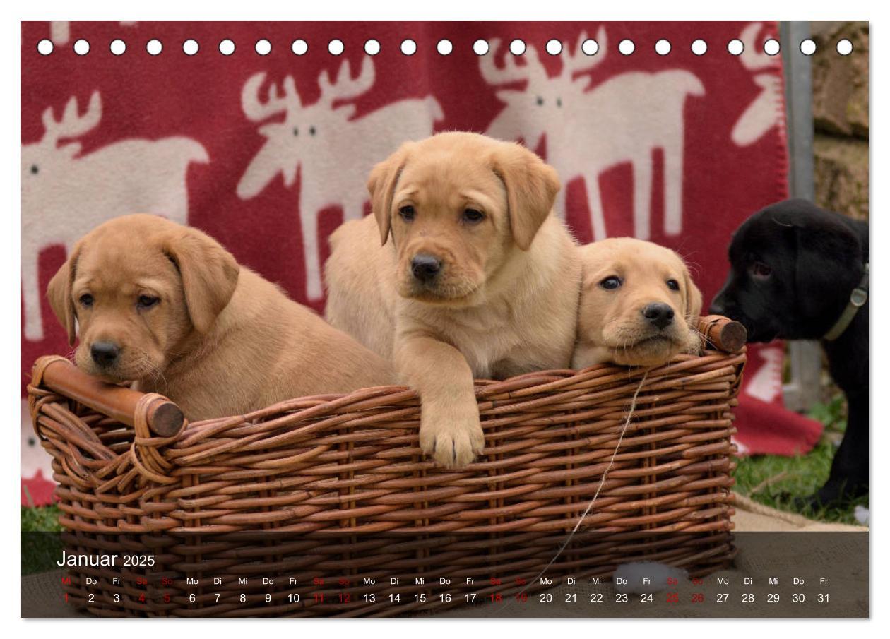 Bild: 9783435453672 | Labrador Retriever Welpen (Tischkalender 2025 DIN A5 quer),...