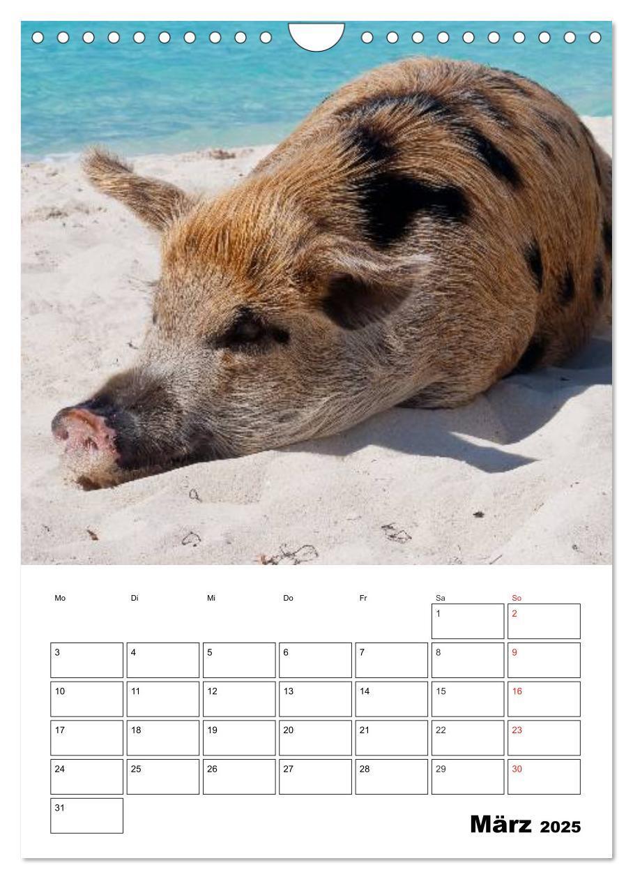 Bild: 9783457024799 | Schweine auf den Bahamas! (Wandkalender 2025 DIN A4 hoch), CALVENDO...