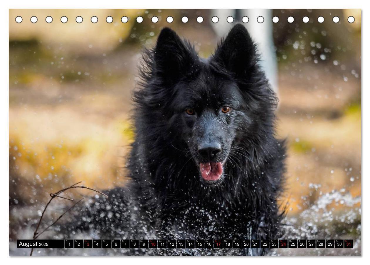 Bild: 9783435572564 | Schwarz ist schön! Der lackschwarze altdeutsche Schäferhund...