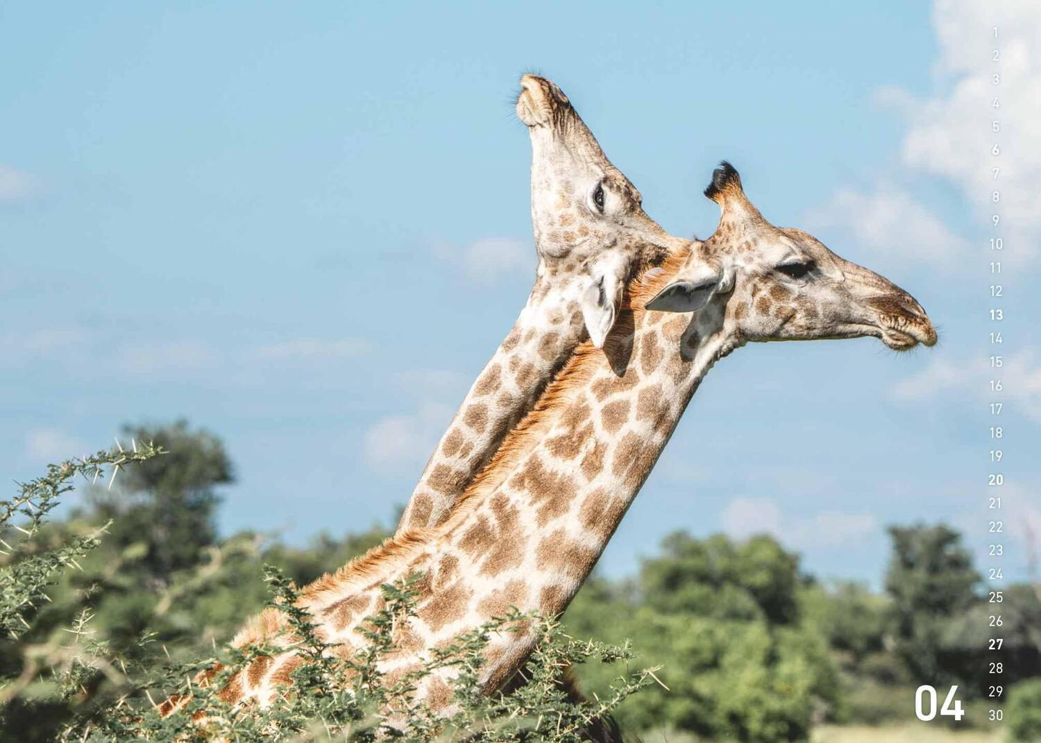 Bild: 4002725995445 | Fabian Kahl: Safari im Herzen 2025 70x50 | Neumann Verlage | Kalender