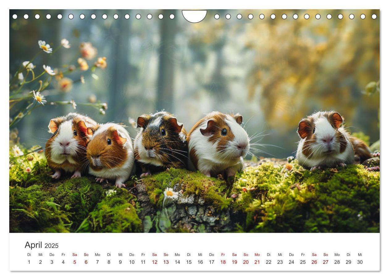 Bild: 9783383812255 | Wuschelbande - Ein Jahr voller Meerschweinchen (Wandkalender 2025...