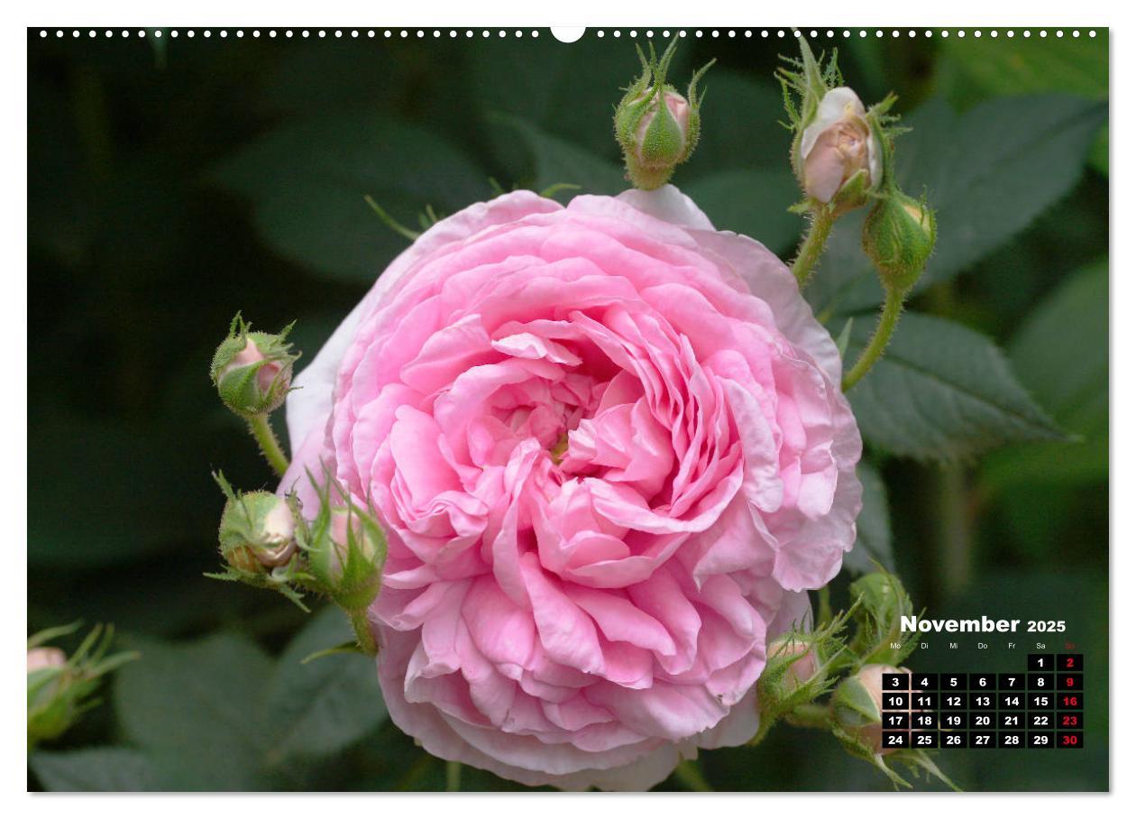 Bild: 9783435233250 | Magie der Rosen (hochwertiger Premium Wandkalender 2025 DIN A2...