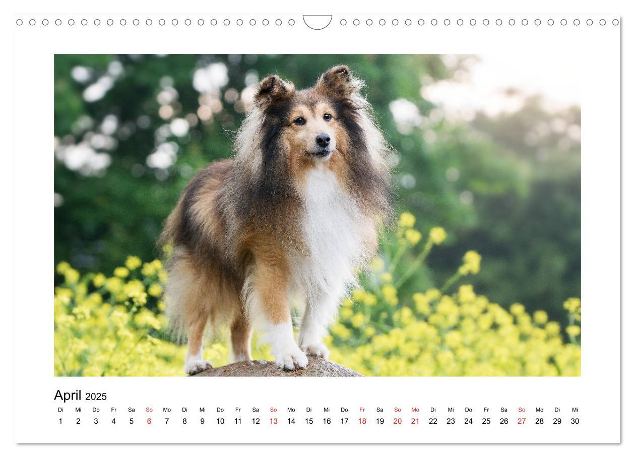 Bild: 9783435307944 | Herzensshelties - Shetland Sheepdogs (Wandkalender 2025 DIN A3...