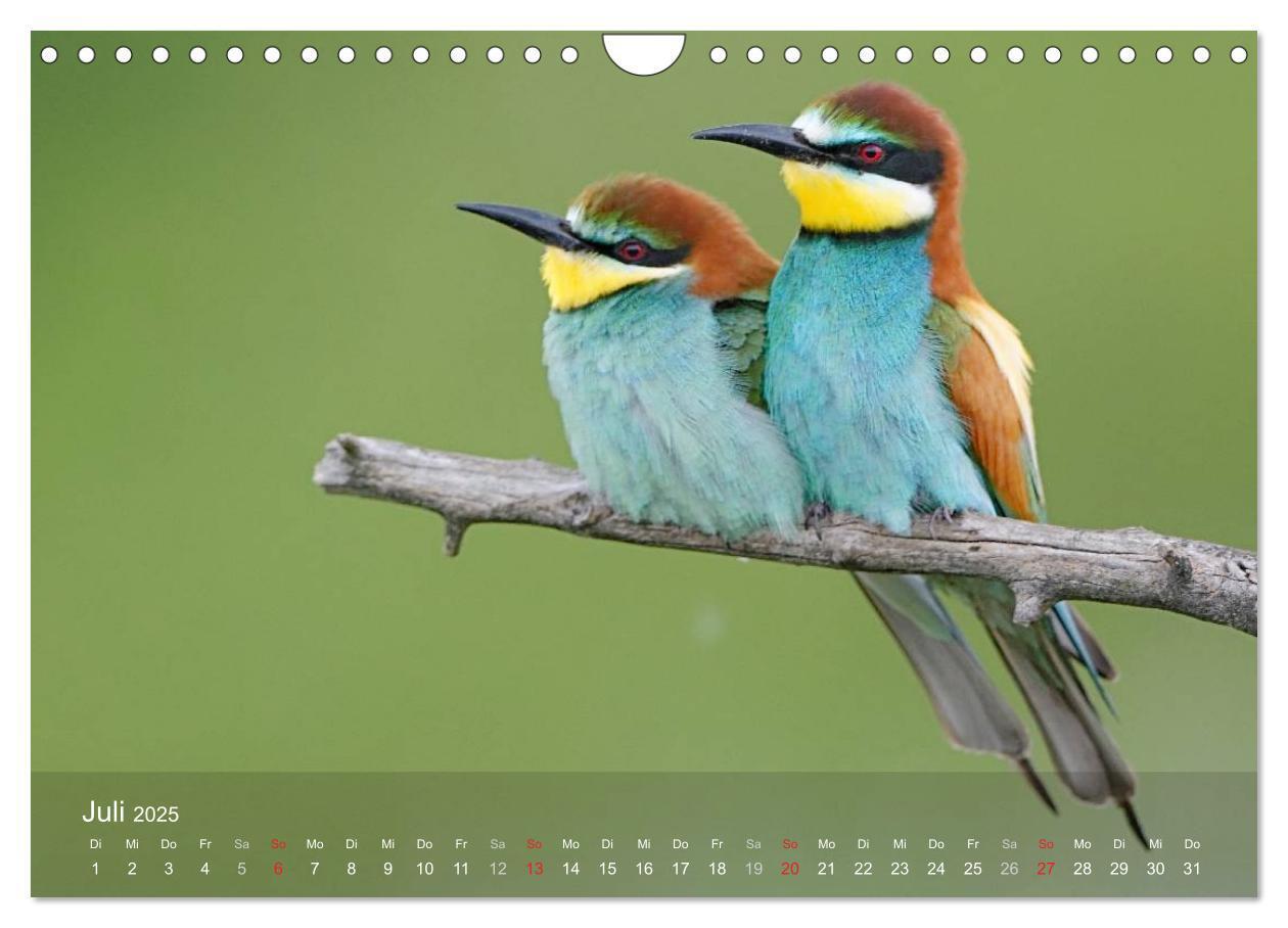 Bild: 9783435700837 | Europäische Bienenfresser (Wandkalender 2025 DIN A4 quer), CALVENDO...