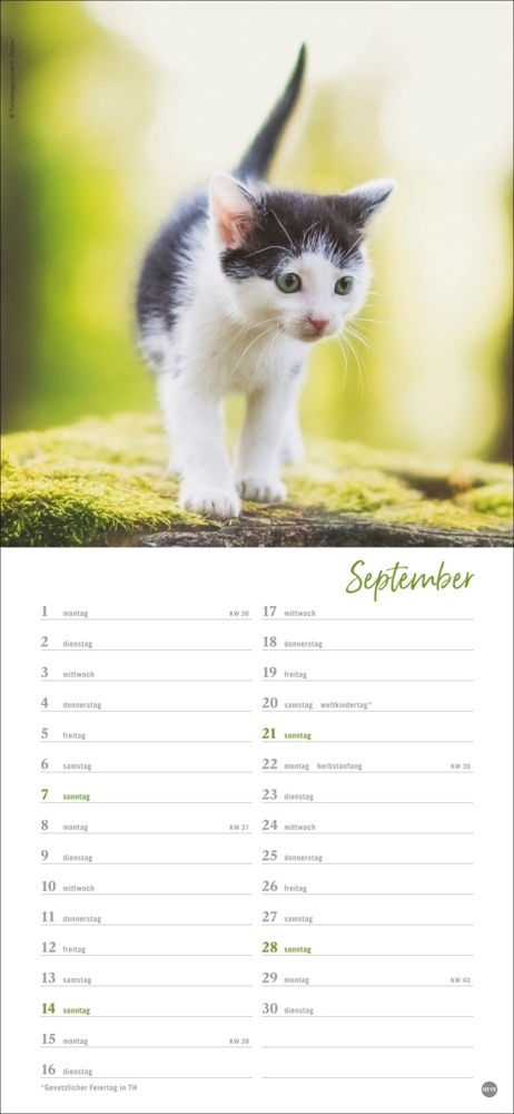 Bild: 9783756406159 | Katzen slim - Auf sanften Pfoten Kalender 2025 | Kalender | 13 S.