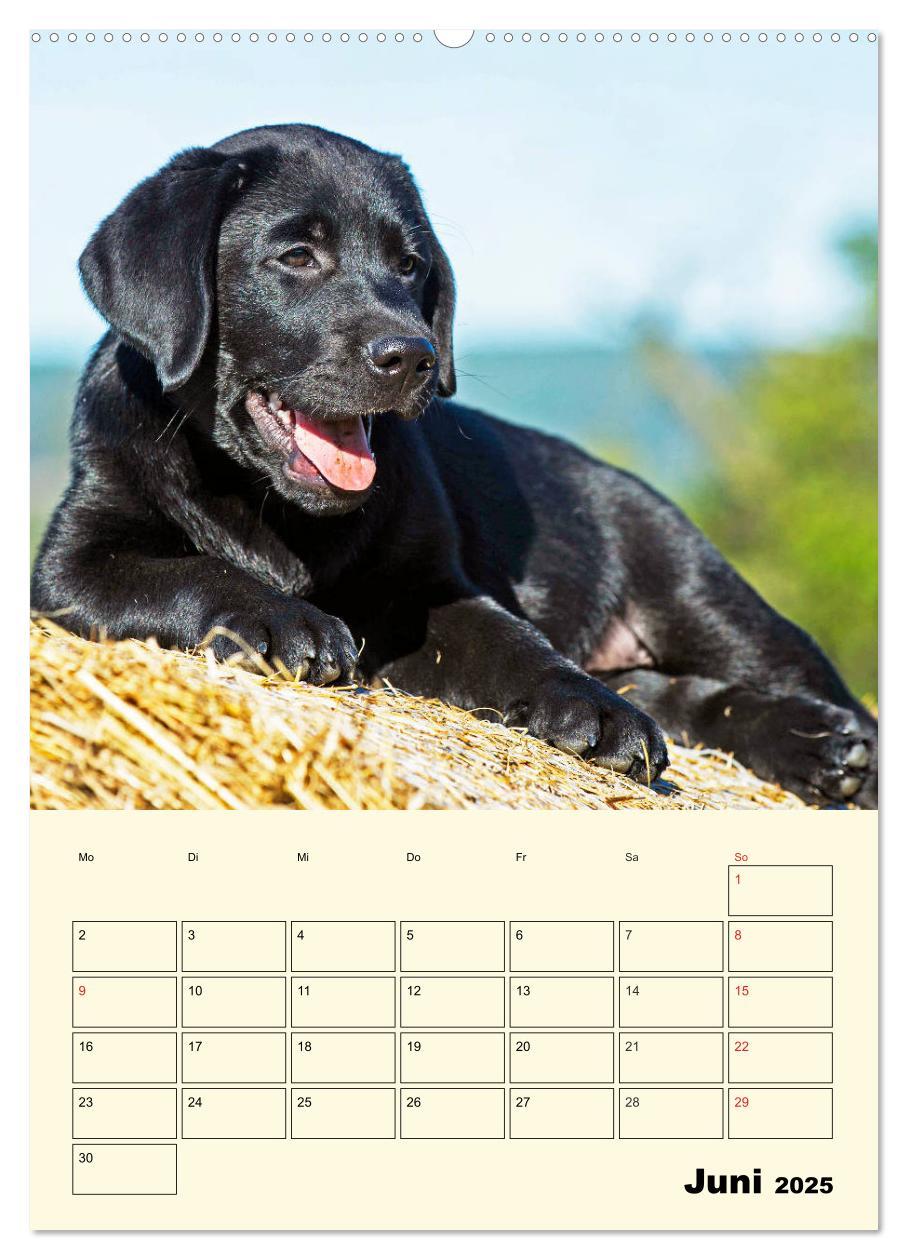 Bild: 9783435957675 | Familienplaner - Labrador Welpen entdecken die Welt (Wandkalender...