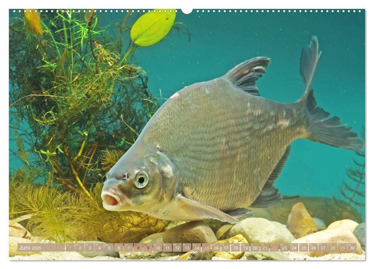 Bild: 9783383890758 | Fische in Teichen und Flüssen (hochwertiger Premium Wandkalender...