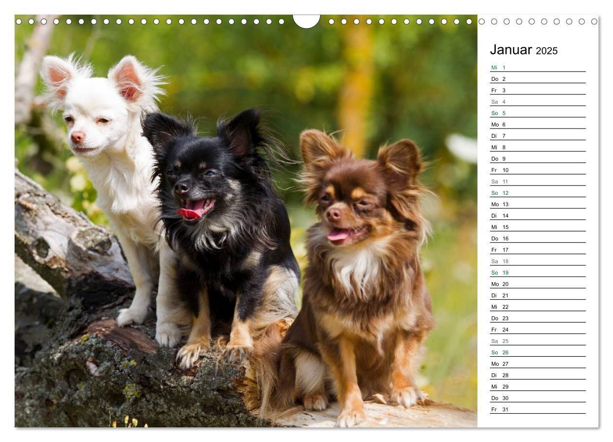 Bild: 9783435556786 | Chihuahuas - kleine Herzensbrecher (Wandkalender 2025 DIN A3 quer),...