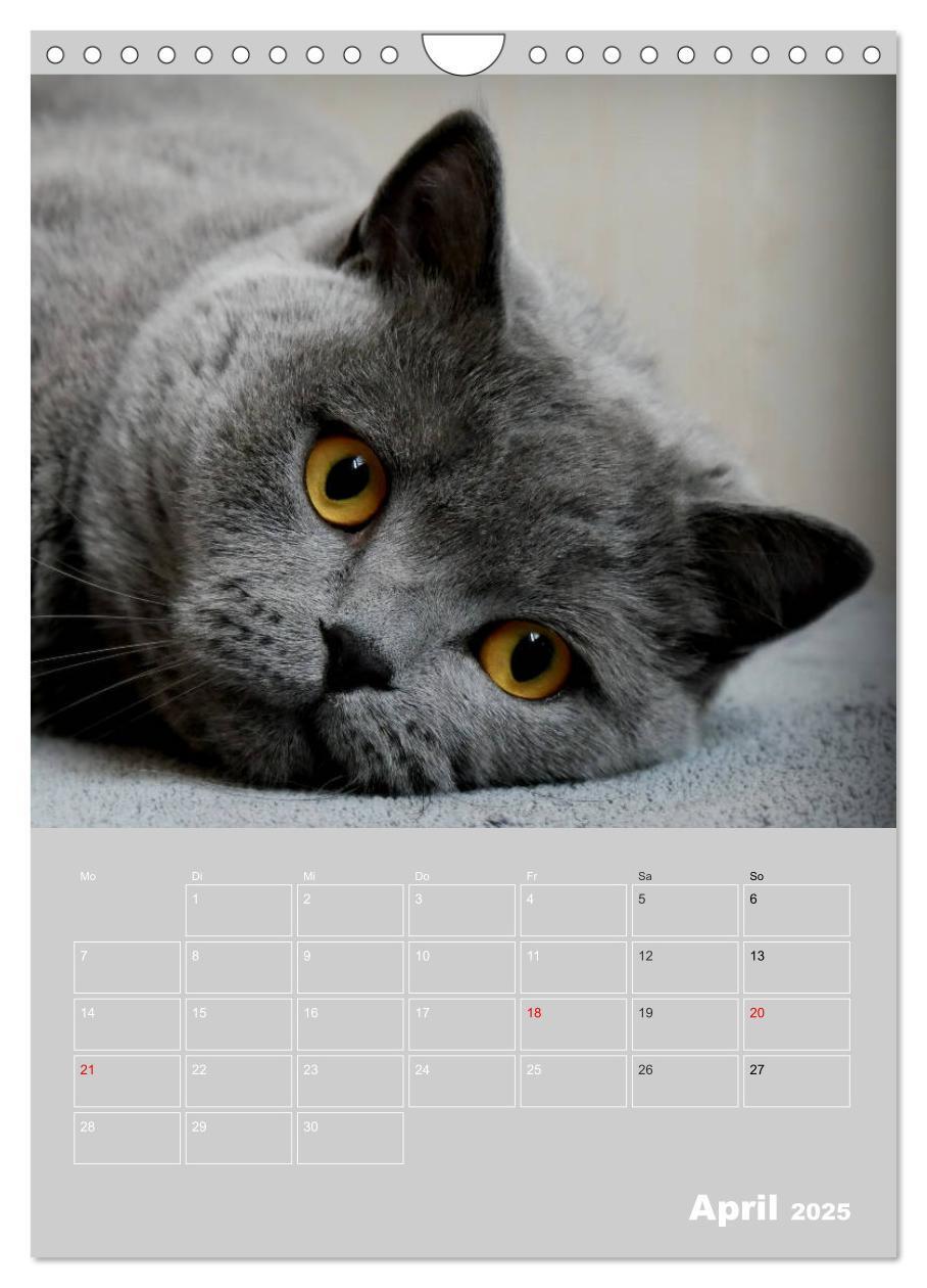 Bild: 9783435992621 | Graue Engel - Britischkurzhaar-Katzen (Wandkalender 2025 DIN A4...