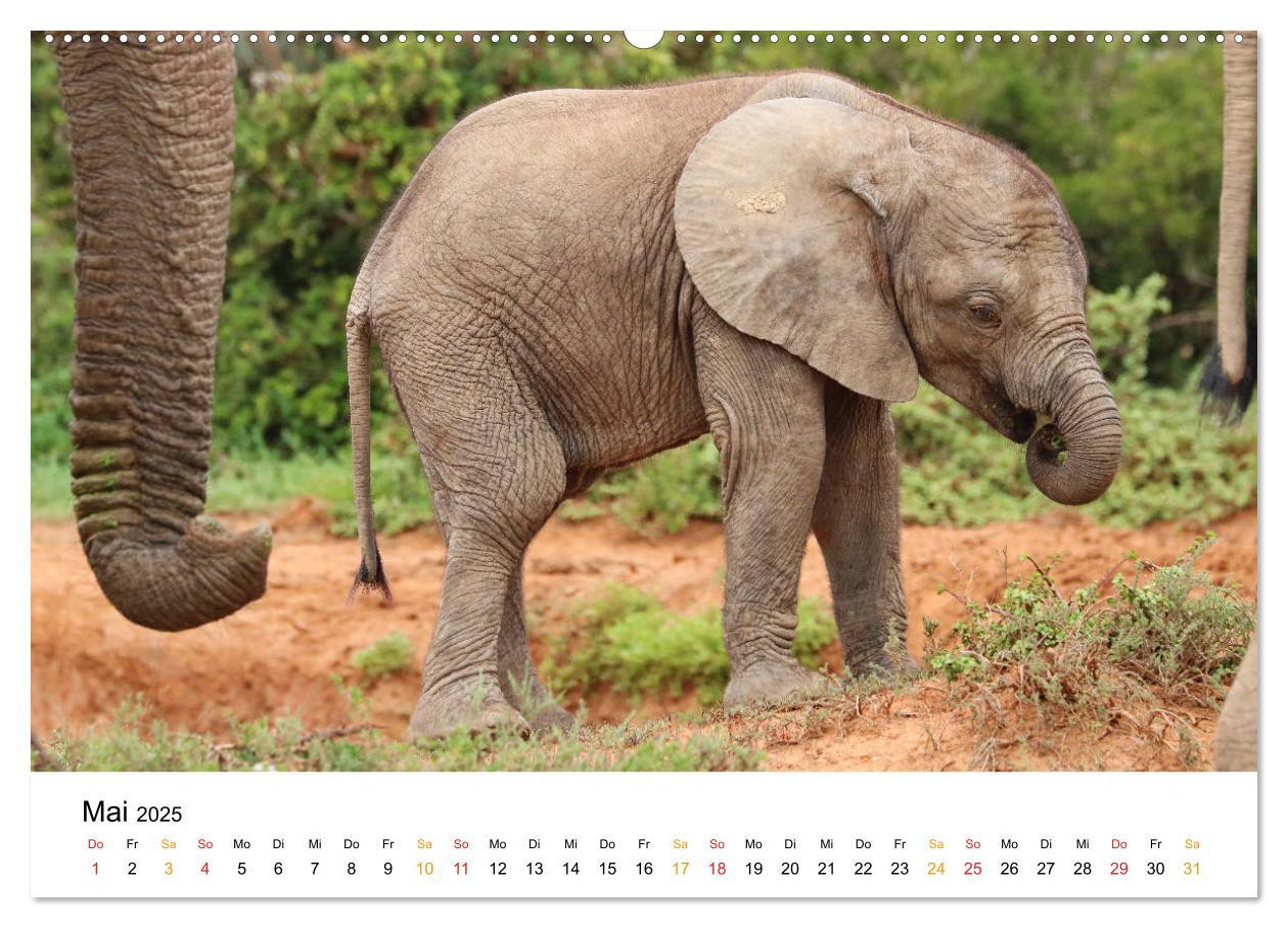 Bild: 9783435228355 | ADDO ELEPHANT NATIONAL PARK Elefanten Babies (Wandkalender 2025 DIN...