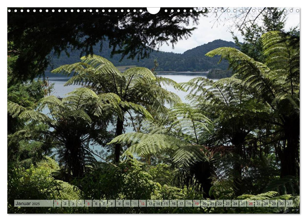 Bild: 9783435622603 | Primärwald - Neuseeland (Wandkalender 2025 DIN A3 quer), CALVENDO...