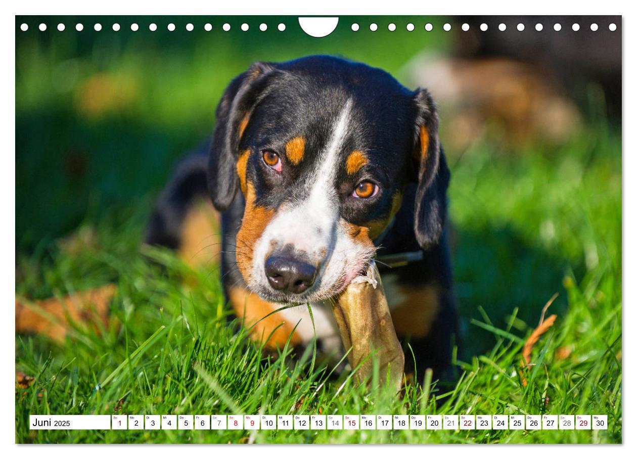 Bild: 9783435313518 | Mein bester Freund - Entlebucher Sennenhund (Wandkalender 2025 DIN...