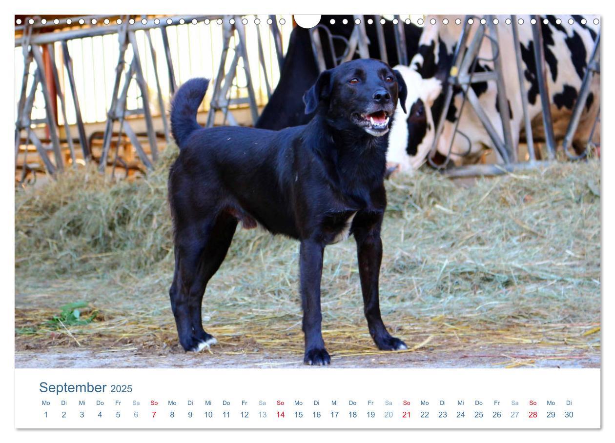 Bild: 9783435494064 | Tierisches Leben auf dem Bauernhof 2025 (Wandkalender 2025 DIN A3...