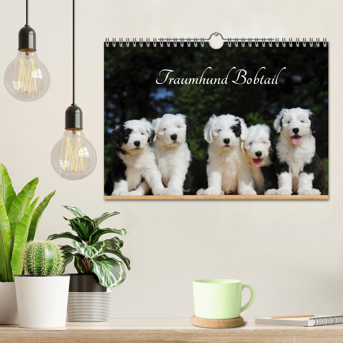 Bild: 9783435571901 | Traumhund Bobtail (Wandkalender 2025 DIN A4 quer), CALVENDO...