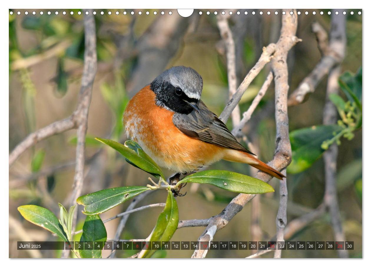 Bild: 9783435192755 | Heimische Singvögel in Feld und Flur (Wandkalender 2025 DIN A3...