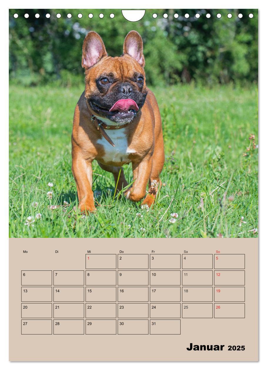 Bild: 9783435959662 | Jahresplaner Französische Bulldogge (Wandkalender 2025 DIN A4...