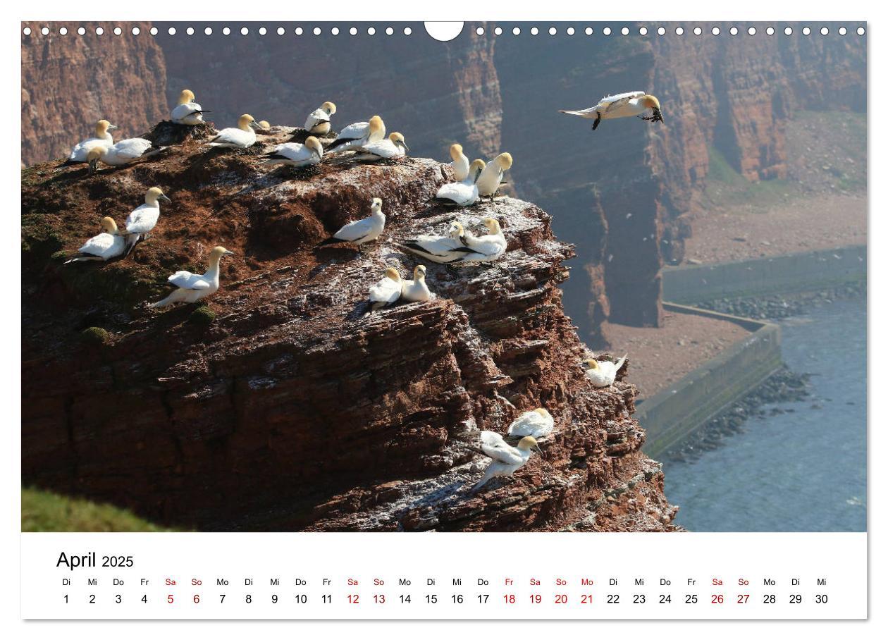 Bild: 9783435389568 | Deutsche Hochseeinsel Helgoland (Wandkalender 2025 DIN A3 quer),...