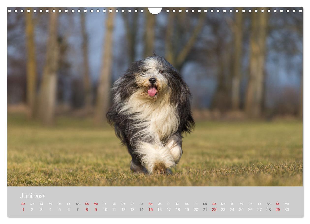 Bild: 9783435426904 | BEARDED COLLIES 2025 (Wandkalender 2025 DIN A3 quer), CALVENDO...