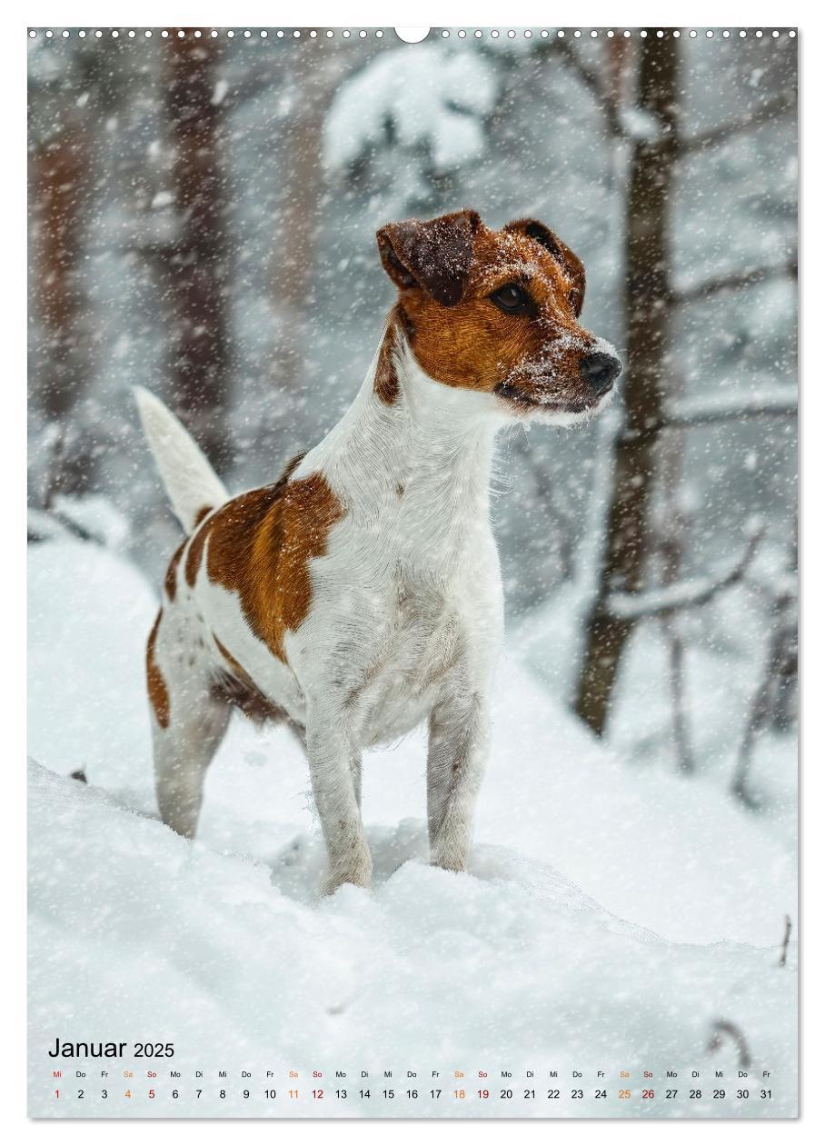 Bild: 9783383778827 | Jack Russel Terrier - furchtlos und viel Selbstvertrauen...